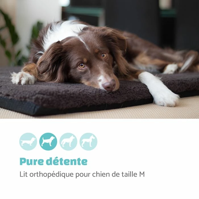 Les meilleures critiques de ❤️ Brunolie Accessoires Pour Animaux Luna Lit Pour Chien ⭐ 2 Les meilleures critiques de ❤️ Brunolie Accessoires Pour Animaux Luna Lit Pour Chien ⭐ – Image 2